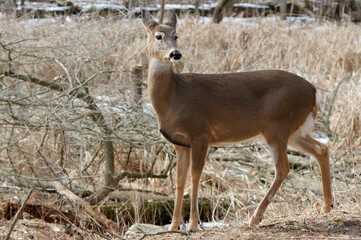 The white-tailed deer (Odocoileus virginianus), also known as the whitetail or Virginia deer in the  forest