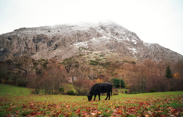 landscape in the morning fog