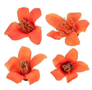 Bombax ceiba flower on transparent background.