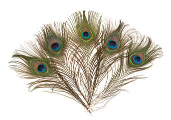 Fototapeta premium Peacock feather isolated on white background.