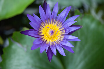 Obraz premium Water lily or Nymphaea nouchali lotus on nature background.