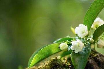 Vallaris solanacea flowers on nature background.