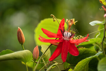Passiflora coccinea flower on nature background.