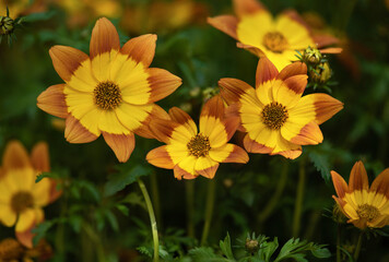 Bidens ferulifolia flower on nature background.