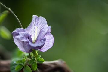 Purple butterfly pea  or Clitoria ternatea flower on nature background.
