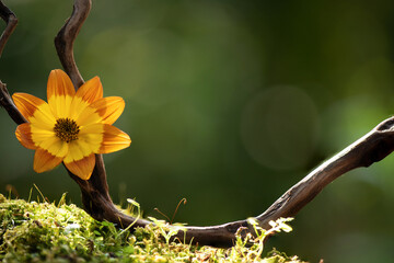 Bidens ferulifolia flower on nature background.