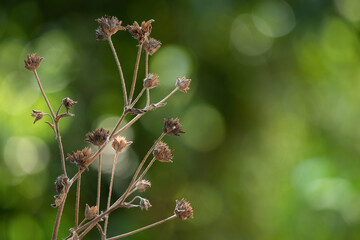 Elephantopus scaber dried flowers on nature background.