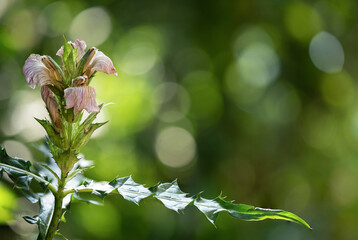 Sea holly or Acanthus ebracteatus flowers on nature background.