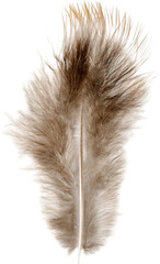 Brown Feather, Isolated