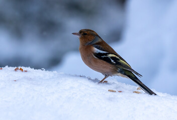 chaffinch in the snow