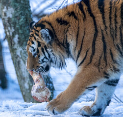 siberian tiger in snow