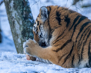 Amur tiger in snow