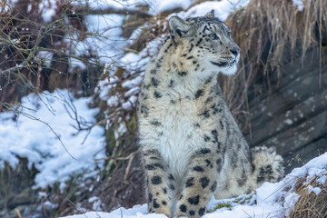 snow leopard in the snow