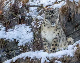 snow leopard in the snow
