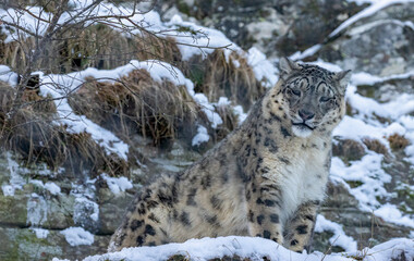 snow leopard in snow