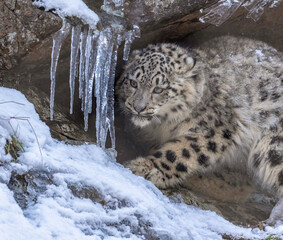 snow leopard cub with icicles 