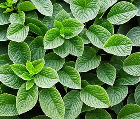 fresh mint leaves on wooden background