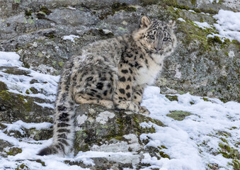 Obraz premium snow leopard cub in snow