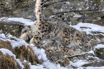 snow leopard cubs playing in the snow