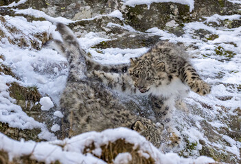 snow leopard cub with icicles 