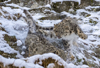 snow leopard cub with icicles  © Sarah