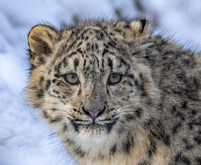 Fototapeta na wymiar snow leopard cub in snow