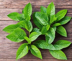 fresh mint leaves on wooden background © ozun