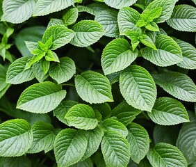 fresh mint leaves on wooden background © ozun