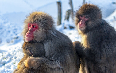 mother and baby Japanese macaque 