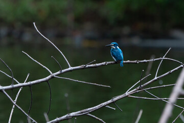 A cerulean kingfisher alcedo coerulescens perching on a dead tree branch over the water with bokeh background 