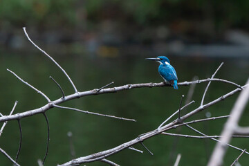 A cerulean kingfisher alcedo coerulescens perching on a dead tree branch over the water with bokeh background 
