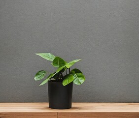 green plant in pot on wooden table