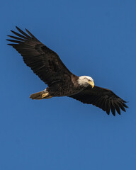 Fototapeta na wymiar Bald Eagle in flight