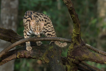Fototapeta na wymiar leopard cat in the Phu Khieo Wildlife Sanctuary, Thailand.