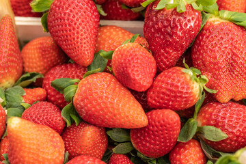 Muchas fresas rojas con rabos verdes