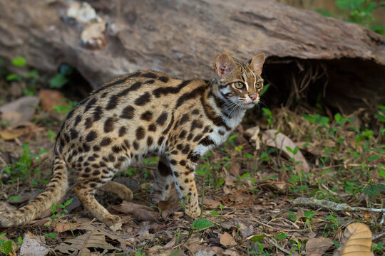 leopard cat in the Phu Khieo Wildlife Sanctuary, Thailand.