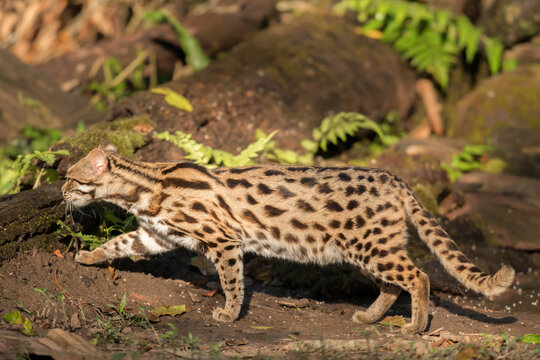 leopard cat in the Phu Khieo Wildlife Sanctuary, Thailand.