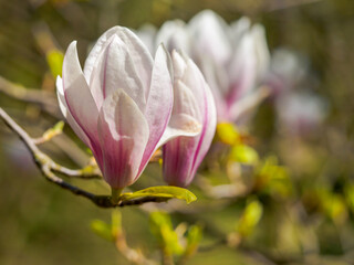 White - pink magnolia flower