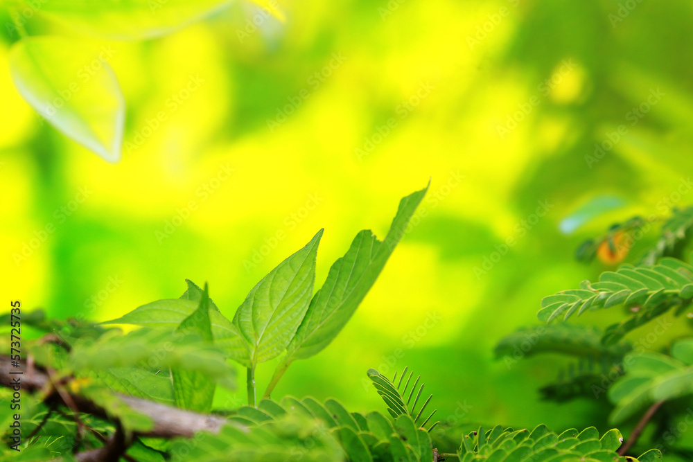 Wall mural Close up of green leaves on blurred nature background with copy space
