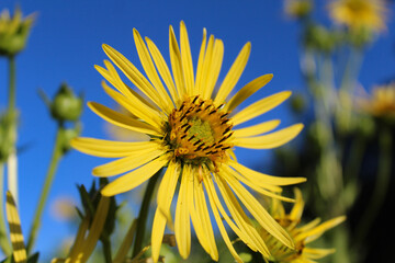 sunflower on sky