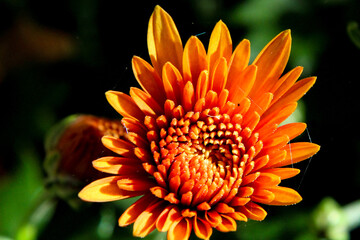 orange chrysanthemum flower