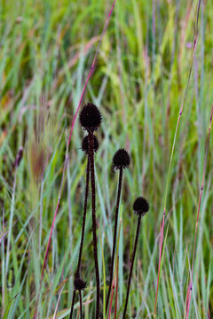 Flowers In The Grass