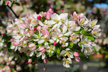 pink cherry blossom