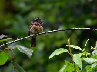 Crescent-chested Puffbird portrait on stick against dark green background