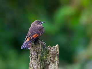 Cliff Flycatcher on post against dark green background in Atlantic Rainforest 