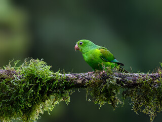 Plain Parakeet portrait on mossy stick against green background