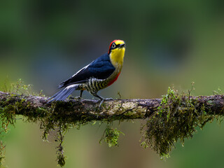 Yellow-fronted Woodpecker portrait on mossy stick against dark green background