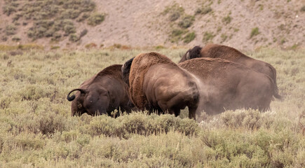 Obraz premium American Bison Buffalo bulls fighting in Hayden Valley in Yellowstone National Park United States