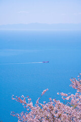 瀬戸内海と桜