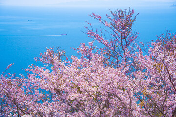 瀬戸内海と桜